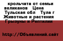 крольчата от семьи великанов › Цена ­ 900 - Тульская обл., Тула г. Животные и растения » Грызуны и Рептилии   
